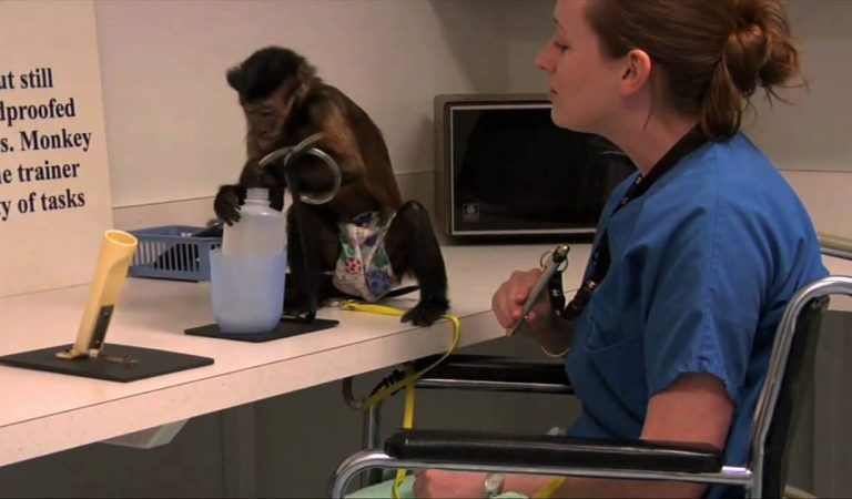 It is Legal to Own A Monkey in NYC For Domestic Help