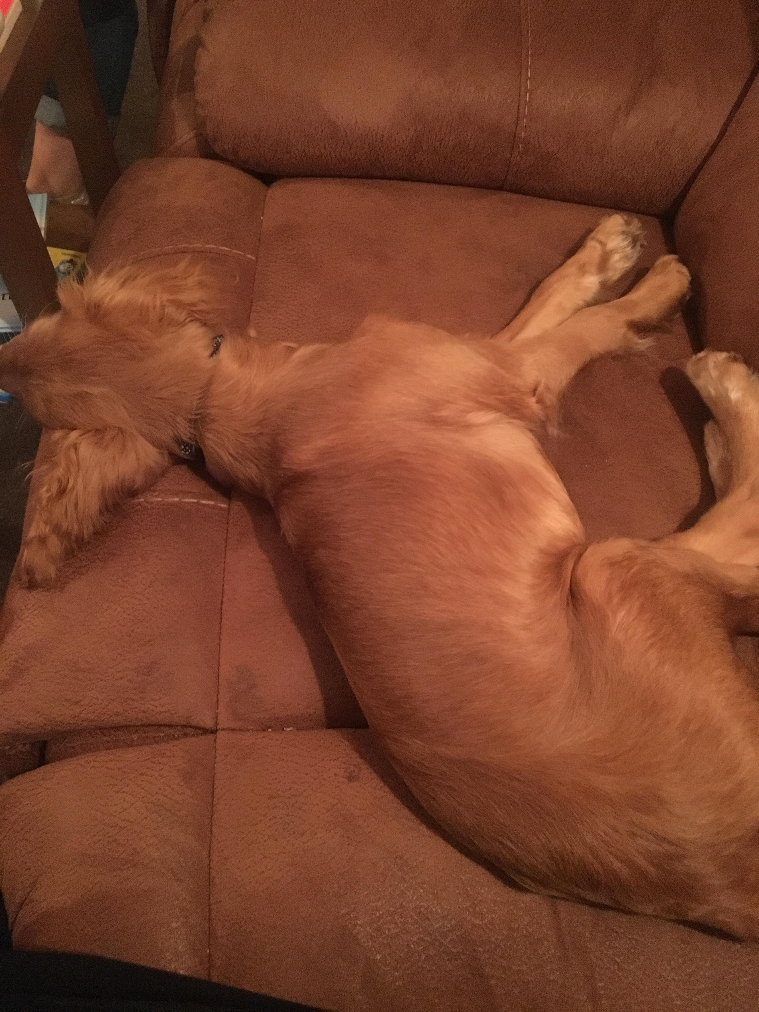 dog accidentally matching sofa 