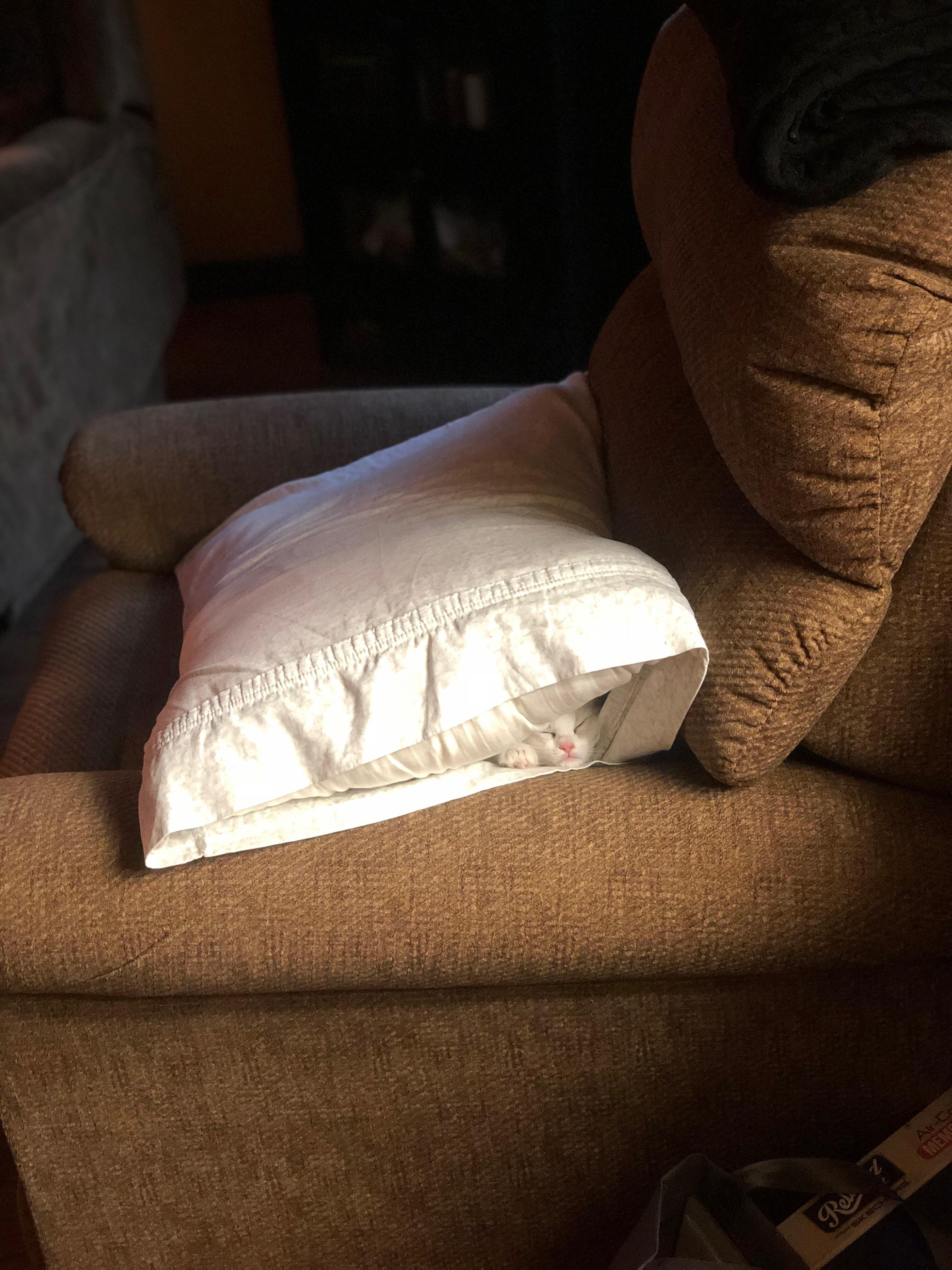 My pillow has a surprise inside