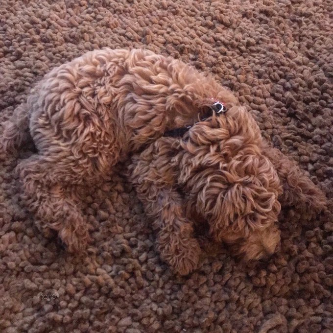 dog matching carpet invisible