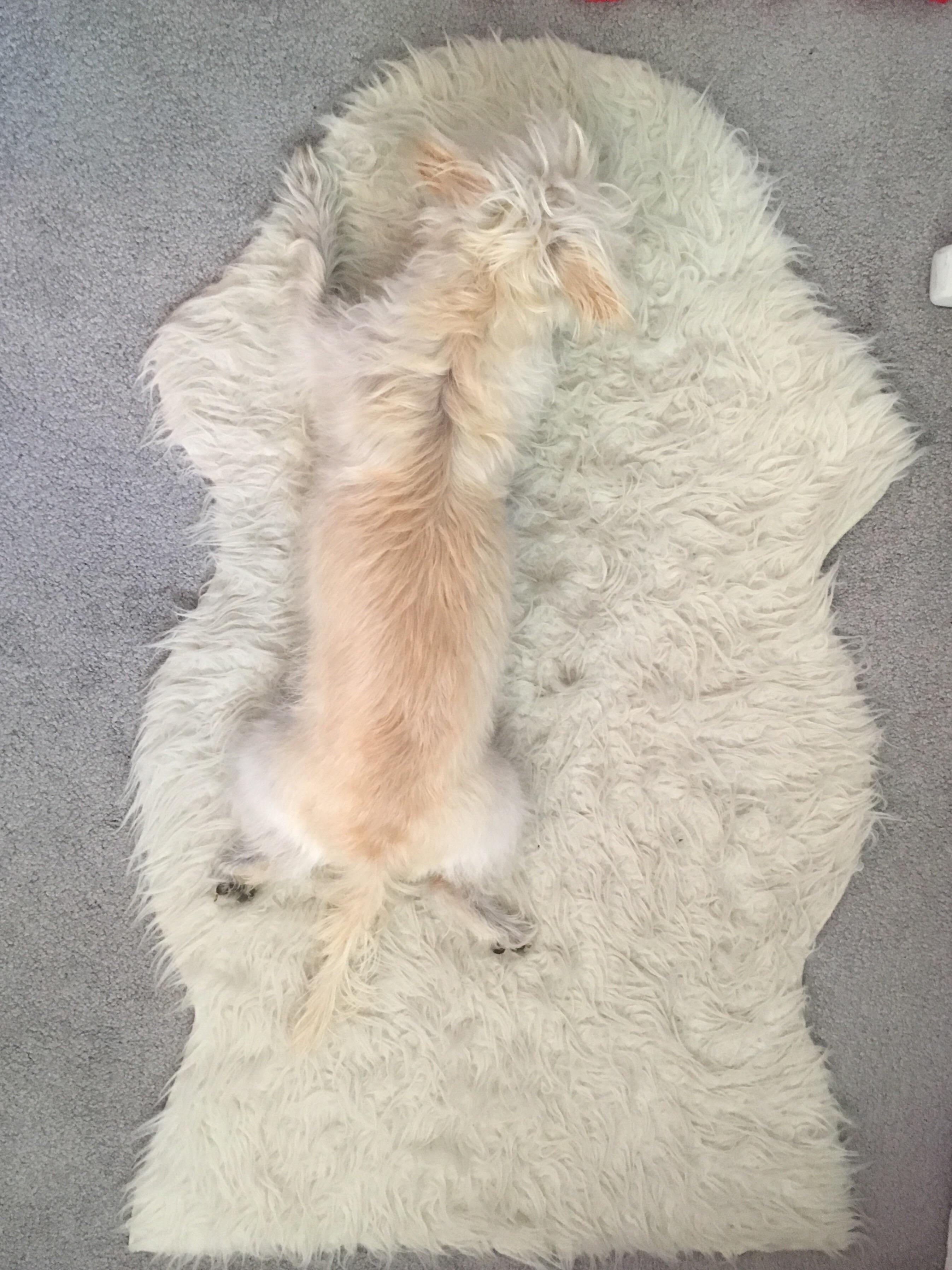 dog matching rug the rug boi