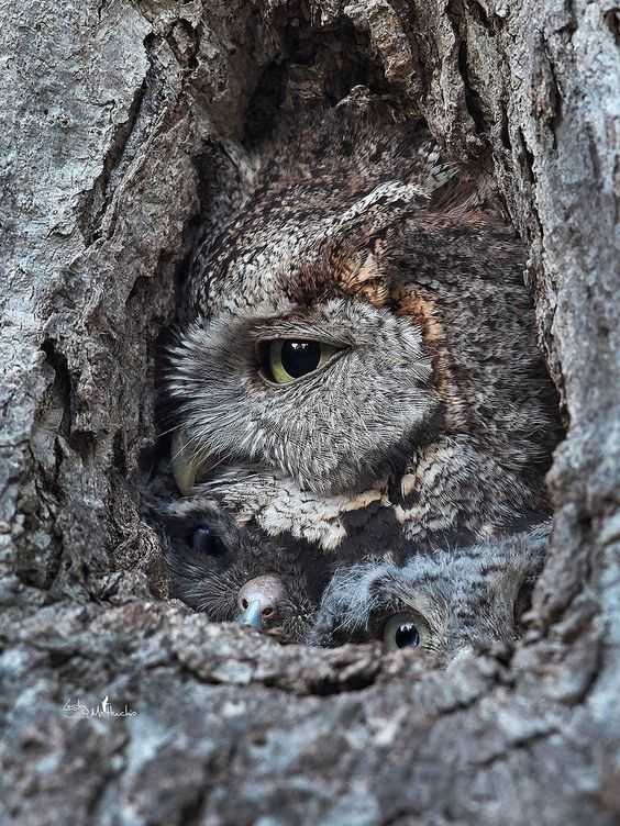 owl camouflaging